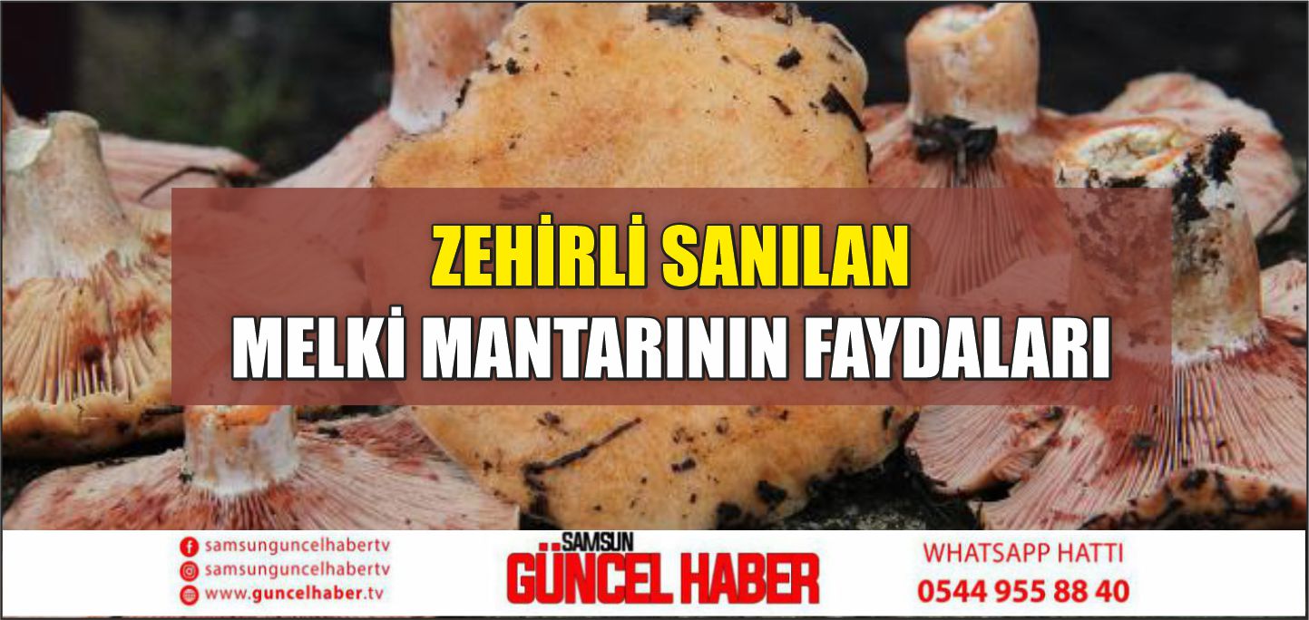 ZEHİRLİ SANILAN MELKİ MANTARININ FAYDALARI