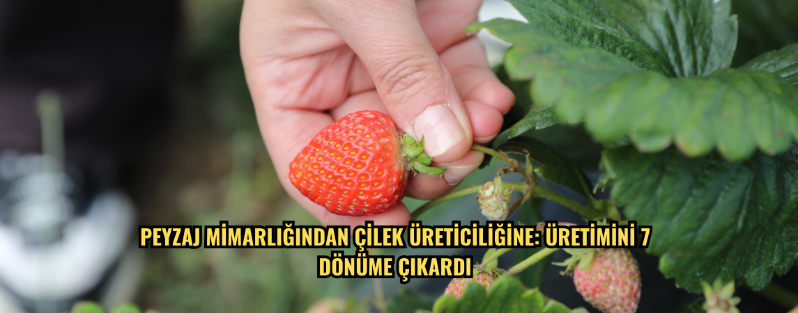 Peyzaj mimarlığından çilek üreticiliğine: Üretimini 7 dönüme çıkardı