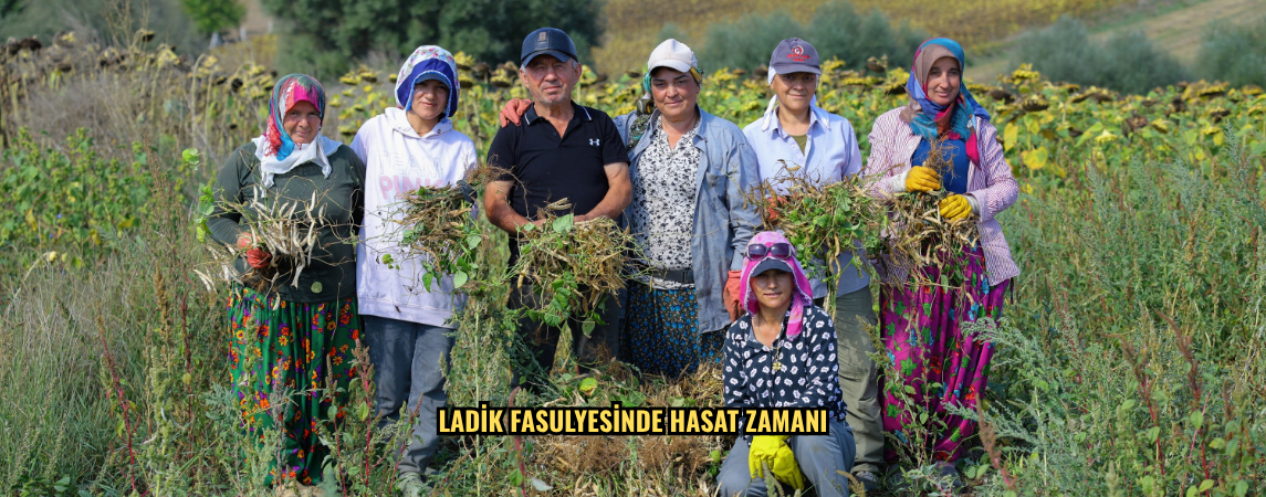 Ladik fasulyesinde hasat zamanı